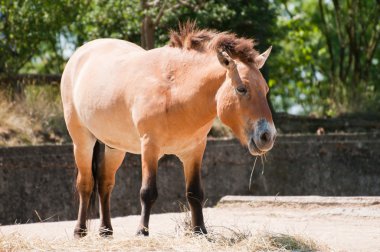 Przewalski'nın at