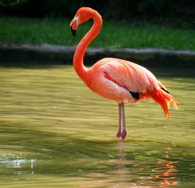 iki ayak üzerinde güzel flamingo duran
