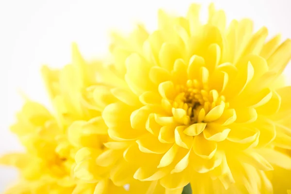 Primer plano de flor amarilla aster, daisy — Foto de Stock