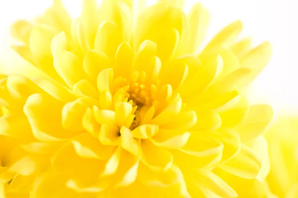 Close-up van gele bloem aster, daisy — Stockfoto