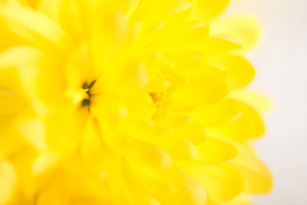 Close-up van gele bloem aster, daisy — Stockfoto