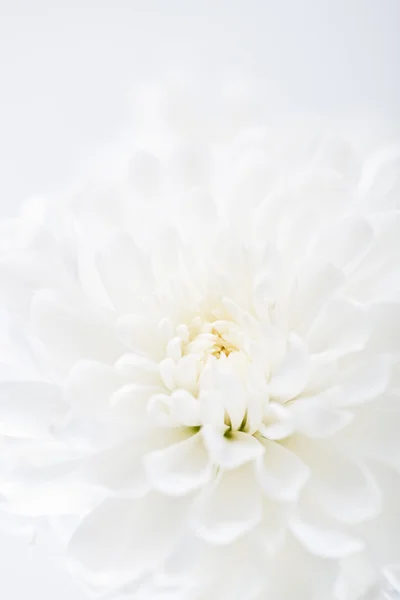 Close up of white flower aster, daisy — Stock Photo, Image