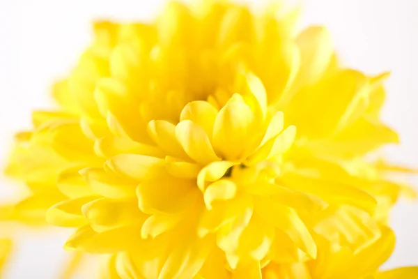 Primer plano de flor amarilla aster, daisy — Foto de Stock