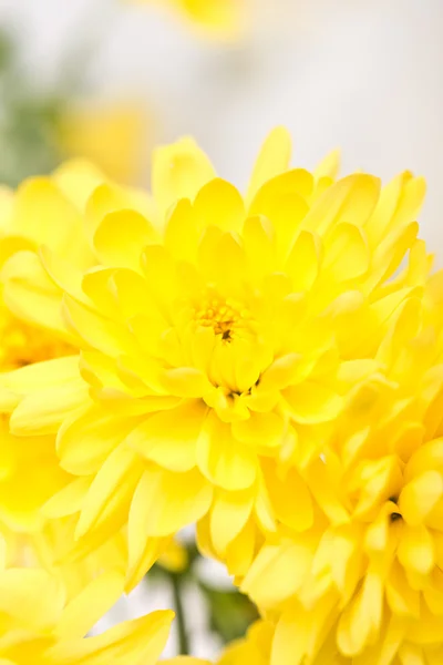 Крупный план желтого цветочника, маргаритка — стоковое фото