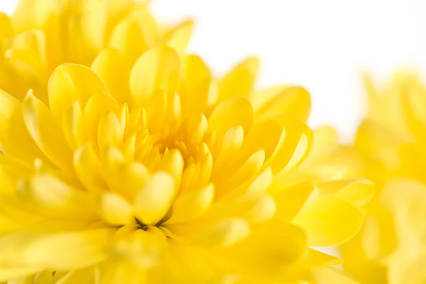 Närbild av gul blomma aster, daisy — Stockfoto