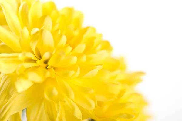 Zbliżenie żółty kwiat aster, stokrotka — Zdjęcie stockowe
