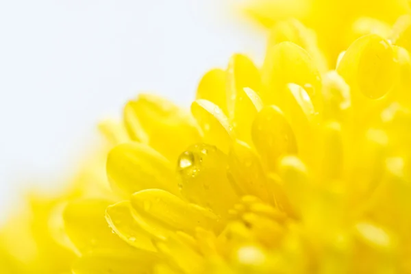 Close-up van gele bloem aster, daisy — Stockfoto