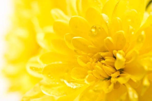 Close-up van gele bloem aster, daisy — Stockfoto