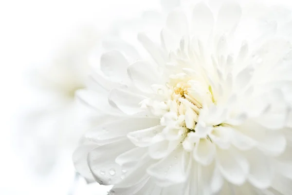 Primer plano de flor blanca aster, daisy — Foto de Stock