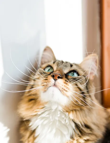 Gato mirando hacia arriba —  Fotos de Stock