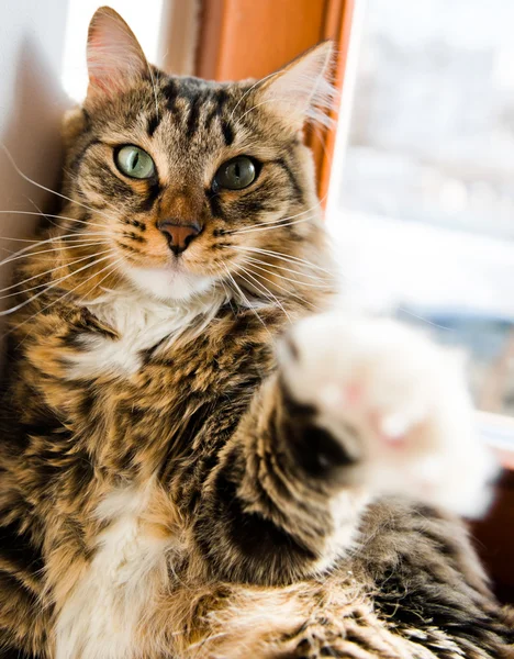 Grappige mannelijke kat vragen voor een snack — Stockfoto