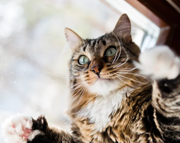 Roliga hane katt väcker tassar upp — Stockfoto