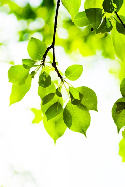 緑の葉浅い焦点 — ストック写真