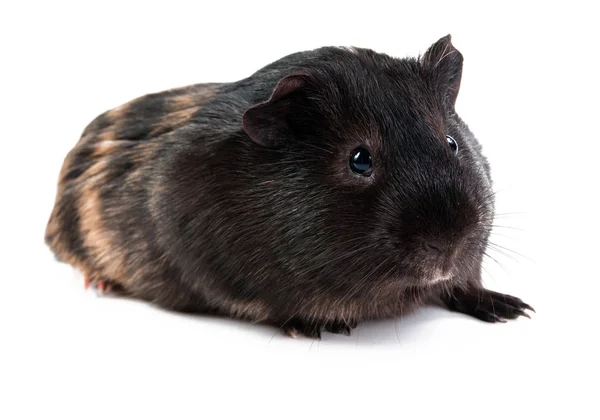 Cavia marrone su sfondo bianco — Foto Stock