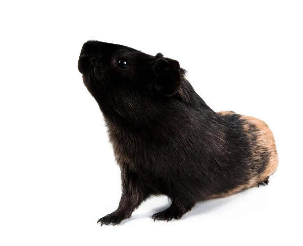 Guinea pig stands on its hind legs (ramps). Isolated on white ba — Stock Photo, Image