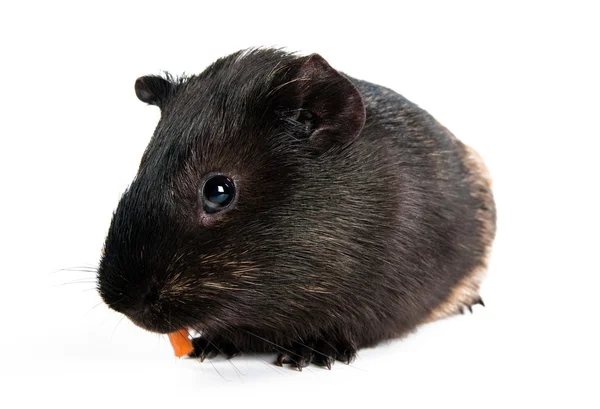 Brown cavy on white background — Stock Photo, Image