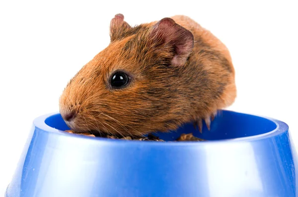 Guinea pig eating — Stock Photo, Image