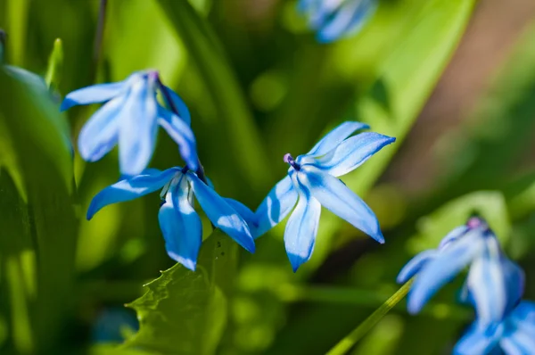 Flores da primavera (Scilla Sibirica ) — Fotografia de Stock