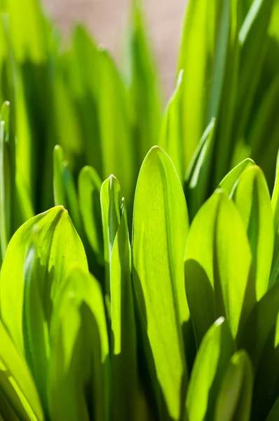 Färskt grönt gräs — Stockfoto