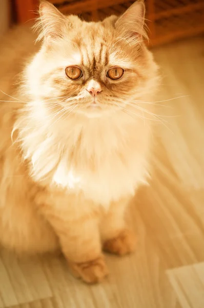 Red cat breed Selkirk rex. — Stock Photo, Image