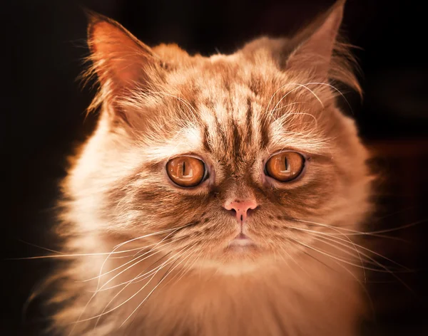 Червоний кіт породи Селькіркський Рекс. — стокове фото