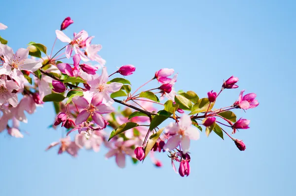 Цветущая ветвь яблони весной — стоковое фото