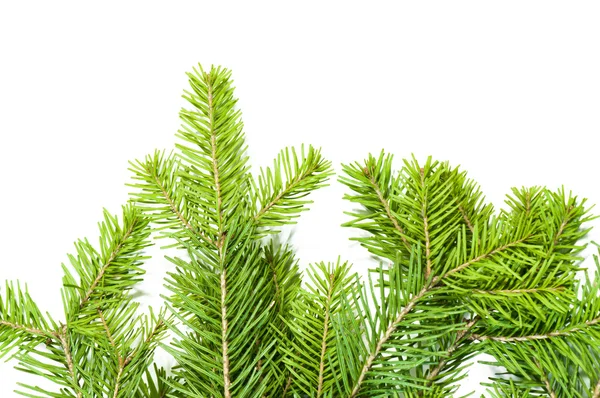 Vista da vicino dell'albero di Natale — Foto Stock