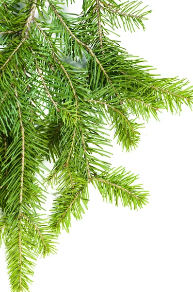 Close up view of the Christmas tree — Stock Photo, Image