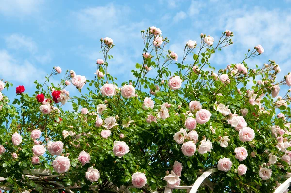 Rose contro il cielo blu . — Foto Stock