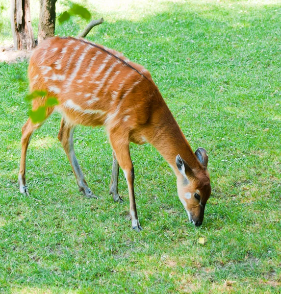 Antilopa - (Tragelaphus spekeii) — Stock fotografie