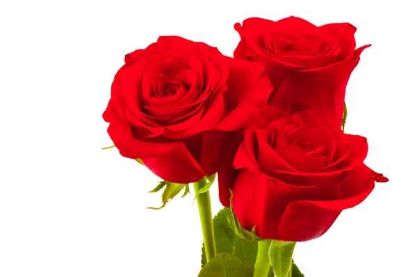 Κοντά shot της ένα κόκκινα τριαντάφυλλα — Stockfoto