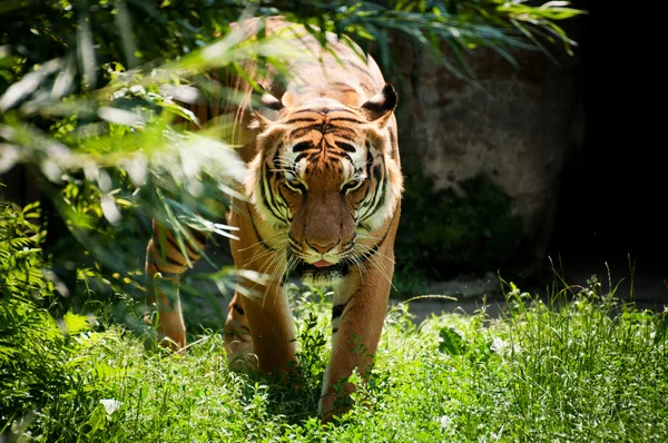 Malayan tiger — Stock Photo, Image
