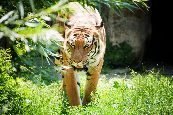 Malayan tiger — Stock Photo, Image