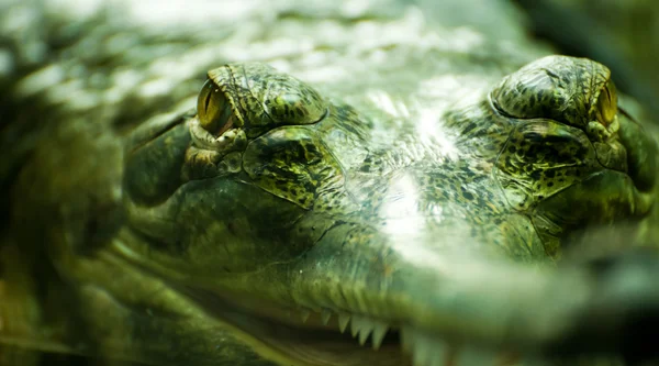 Olhos de crocodilo acima da superfície da água — Fotografia de Stock