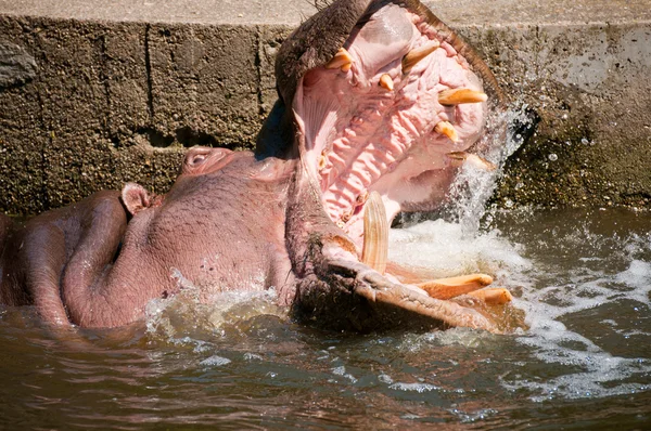 Hippopotames montrant énorme — Photo