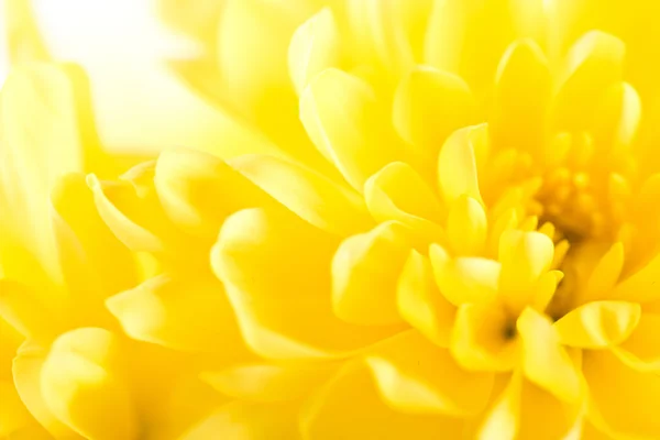 Nærbillede af gul blomsteraske, daisy Stock-billede