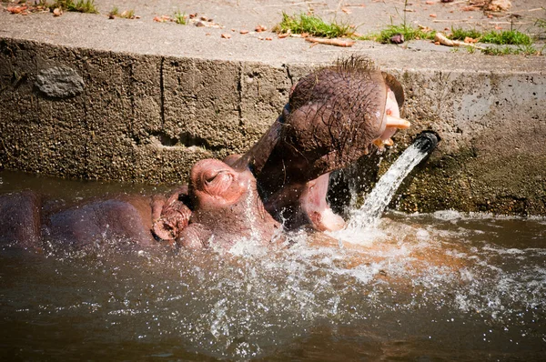 Hipopótamos mostrando enorme Fotos de stock