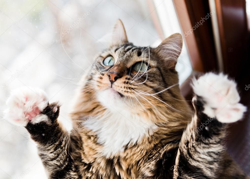 Funny male cat raises paws up