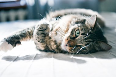 yatakta yatarken kedi