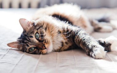 yatakta yatarken kedi