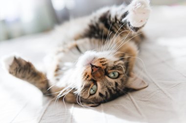 yatakta yatarken kedi