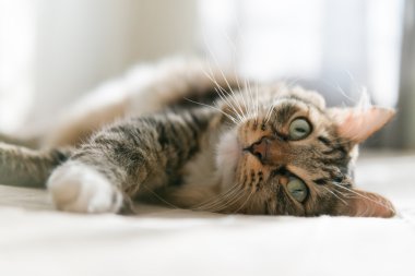 yatakta yatarken kedi