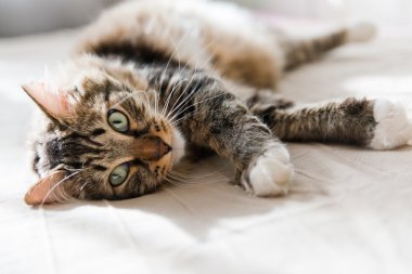 yatakta yatarken kedi