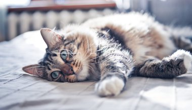 yatakta yatarken kedi