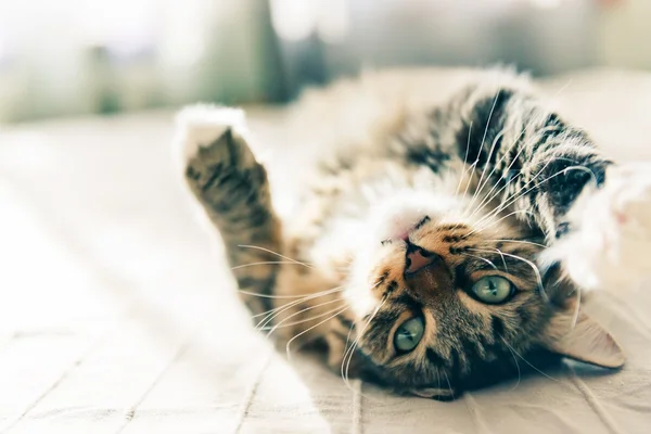 แมวนอนบนเตียง — ภาพถ่ายสต็อก