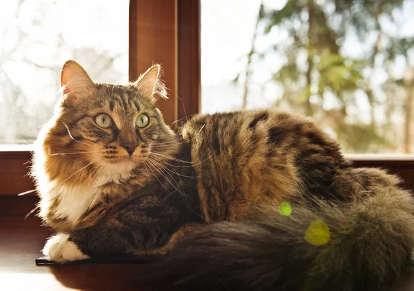 Chat mignon assis sur une fenêtre — Photo