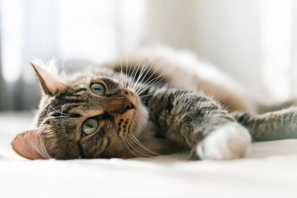 Gatto sdraiato sul letto — Foto Stock