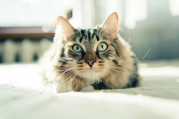 Katze liegt auf Bett — Stockfoto