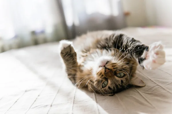 Gatto sdraiato sul letto — Foto Stock