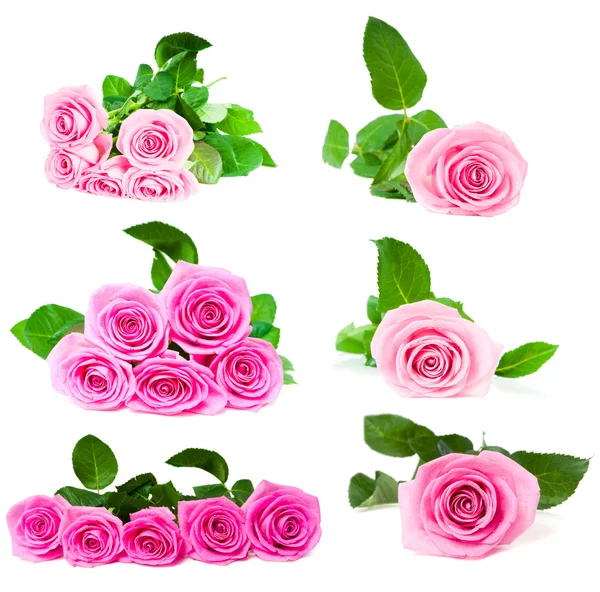 Pink roses — Stock Photo, Image